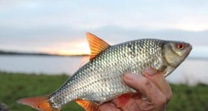 Coarse Fishing in Ireland