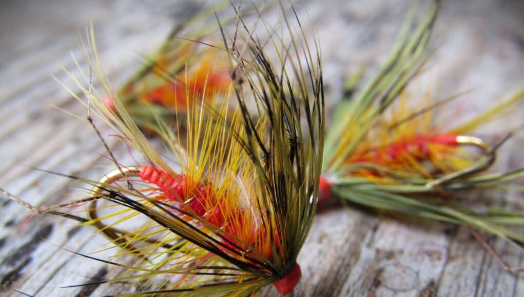 Irish Angling Update 🎣 11 July 2025