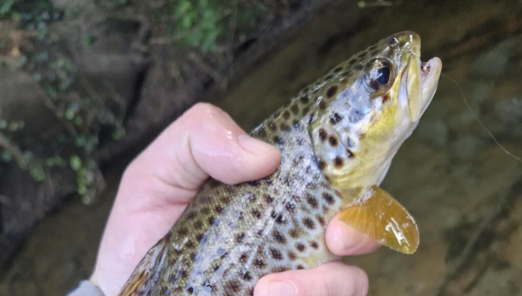 Trout fishing takes a break over hot weekend – PiscariFly Update