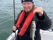 Bass, pollack and even tub gurnard on fly in Cork Harbour Daisy Swette with a bass