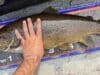 10lb 15oz trout wins the Kesh Carnival The winning fish of 10lb 15oz was returned to Lough Erne