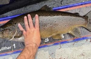 10lb 15oz trout wins the Kesh Carnival The winning fish of 10lb 15oz was returned to Lough Erne
